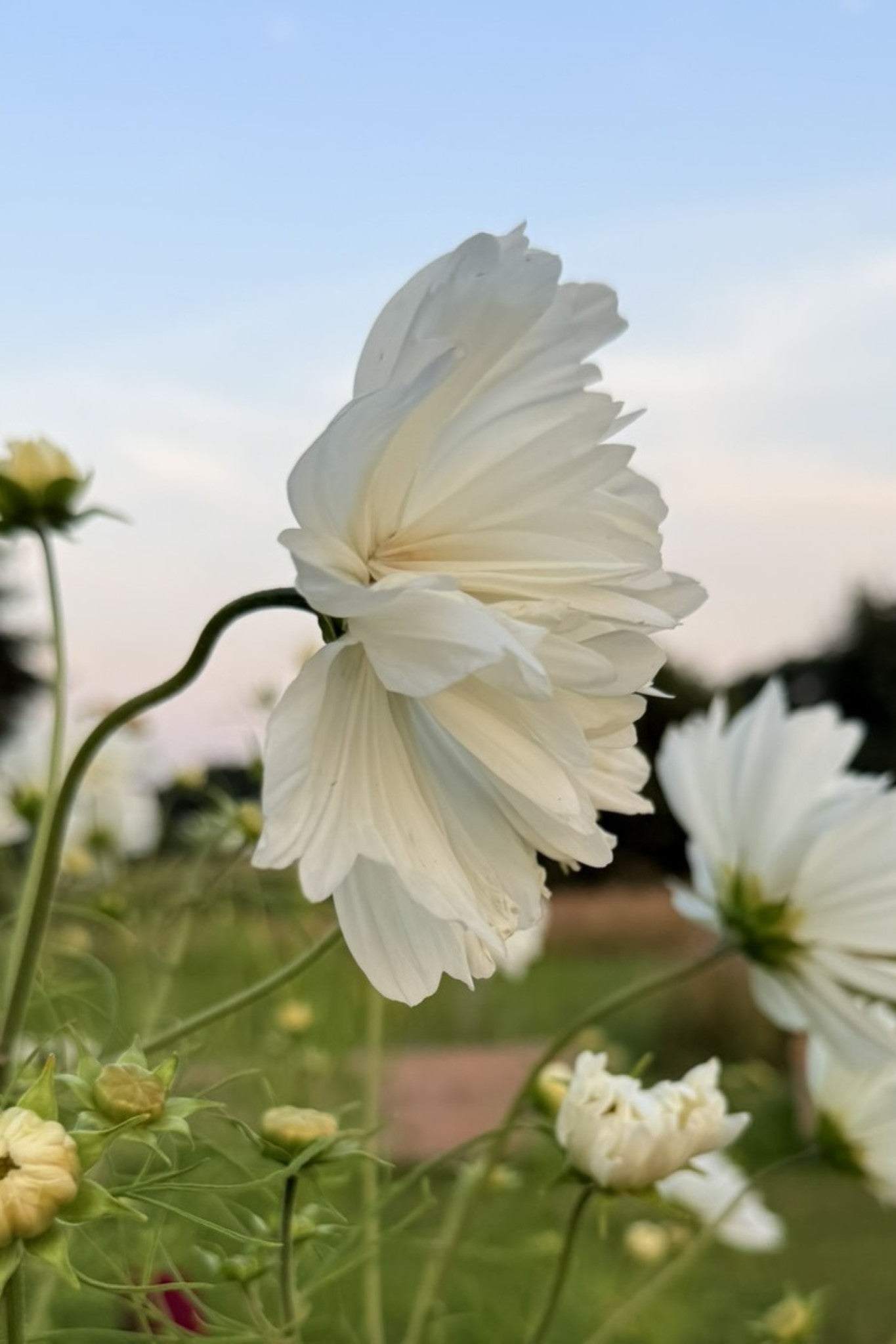 Stolt kavaler 'Fizzy White' - frø - 1-årige sommerblomster - til din skærehave her vist på billede 7 fra Frk. Grønt