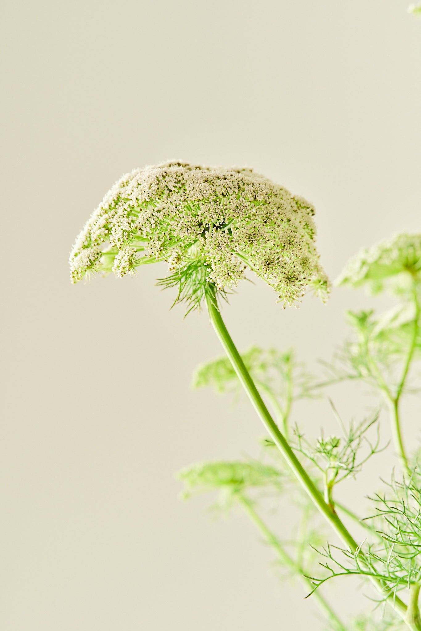 Tandstikkerurt 'Green Mist' - frø - 1-årige sommerblomster - til din skærehave her vist på billede 7 fra Frk. Grønt