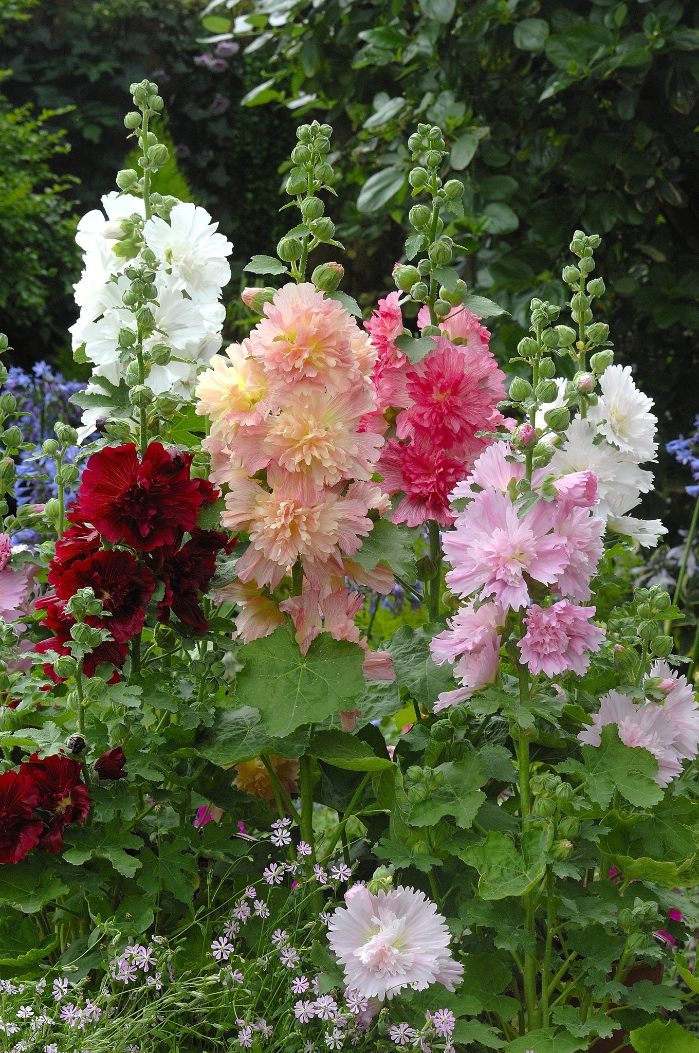 Stokrose 'Spring Celebrities Formula Mix' - frø - Stauder - til din skærehave her vist på billede 1 fra Frk. Grønt