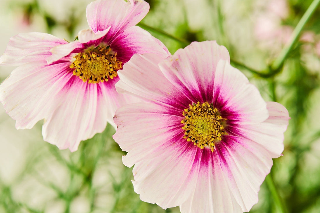 NEMME SOMMERBLOMSTER - PERFEKT TIL DIG, DER ØNSKER SMUKKE BLOMSTER UDEN BESVÆR