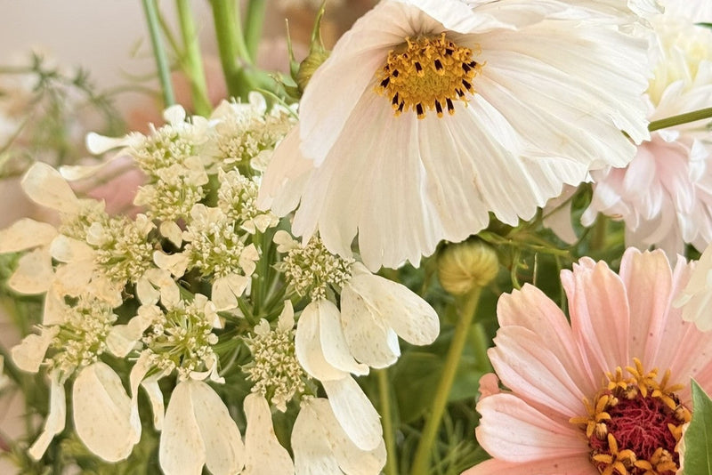 DERFOR SKAL DU DYRKE SOMMERBLOMSTER