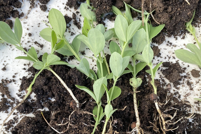 SKAL JEG FORSPIRE BLOMSTERFRØ ELLER SKAL JEG SÅ DEM DIREKTE I JORDEN ?