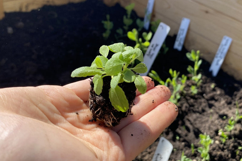 DYRK SOMMERBLOMSTER FRA FRØ - KOMPLET GUIDE TIL SÅNING OG PASNING