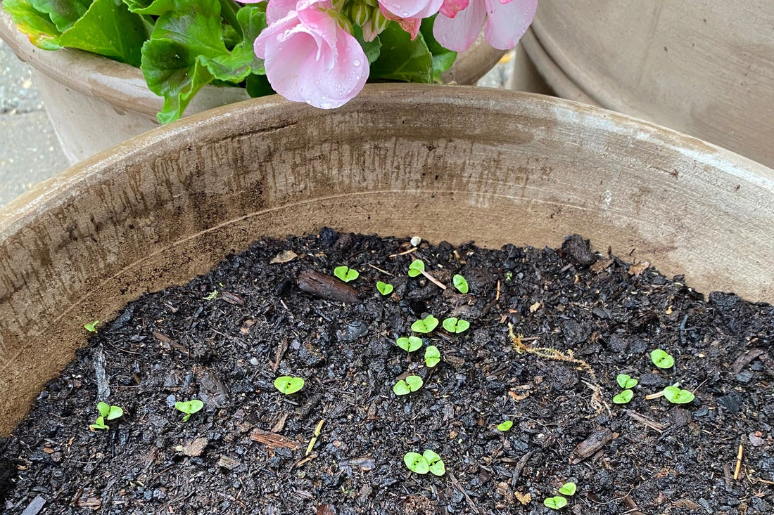 SKÆRMFRI BLOMSTERGLÆDE