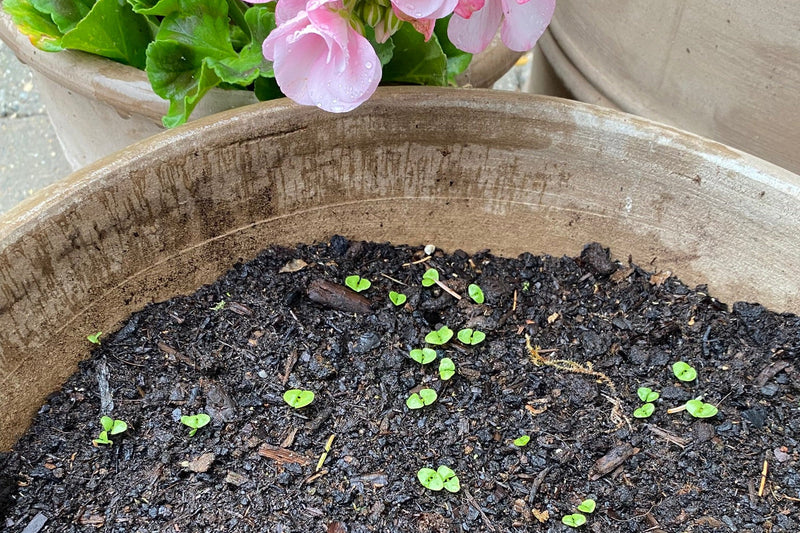 SKÆRMFRI BLOMSTERGLÆDE