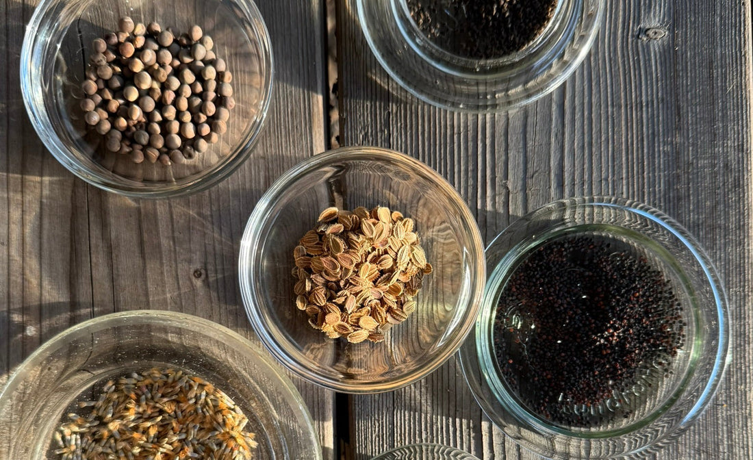 SÅDAN OPBEVARER DU DINE BLOMSTERFRØ