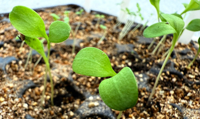 FORKLARING PÅ HVAD FRØHVILE, KULDEKIMER OG STRATIFICERING BETYDER
