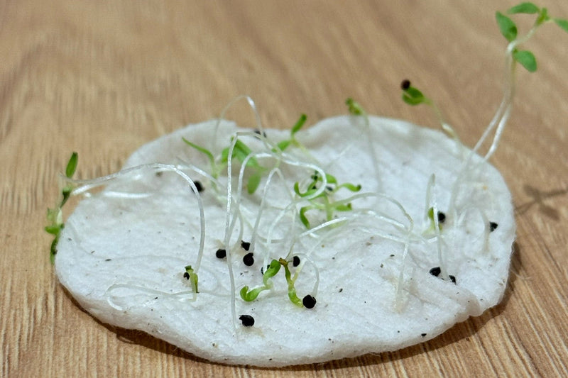 HVOR LÆNGE KAN FRØ EGENTLIG HOLDE SIG ?