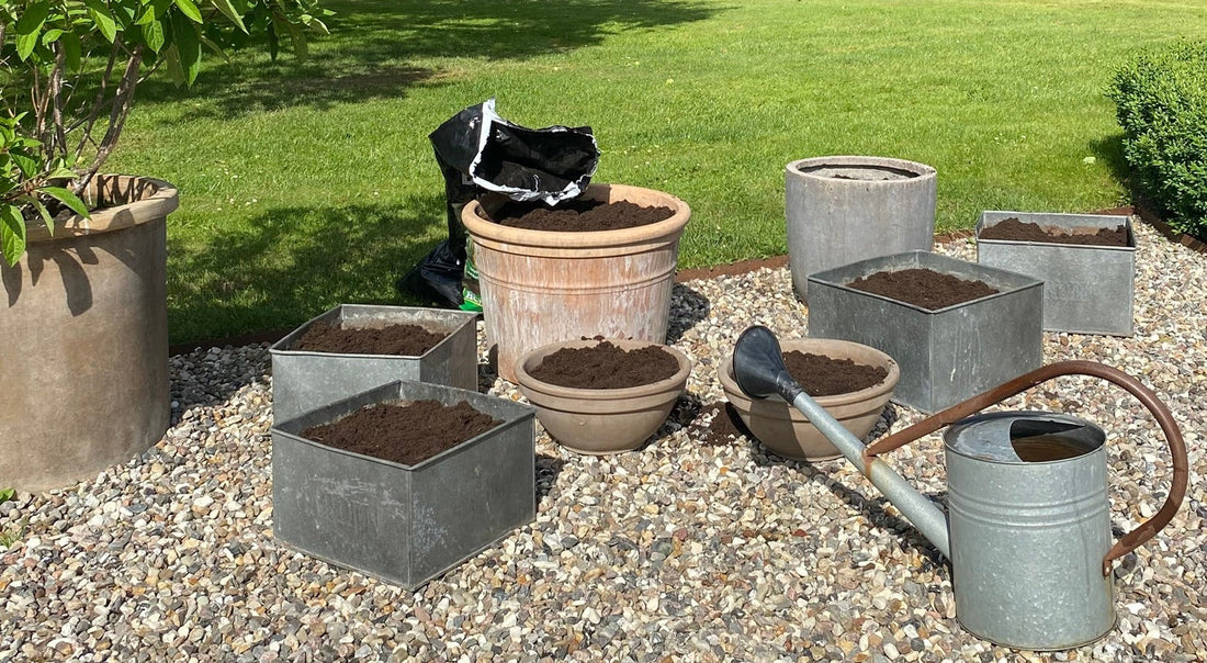 PRØV AT DYRKE SOMMERBLOMSTER I DINE KRUKKER