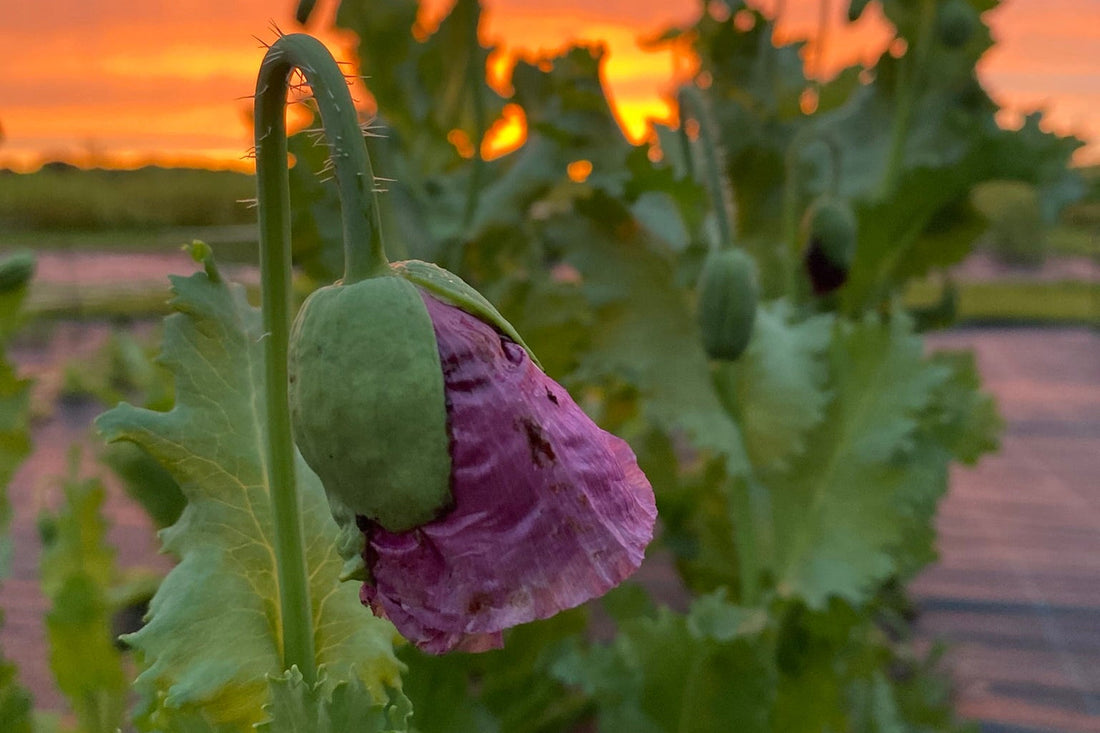 HVORDAN TRIVES BLOMSTERFRØ I KULDE OG FROST ?