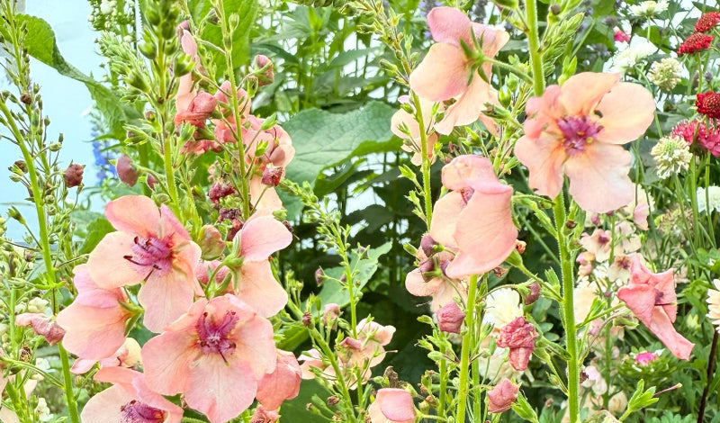 FORKLARING PÅ DE FORSKELLIGE TYPER AF BLOMSTERFRØ