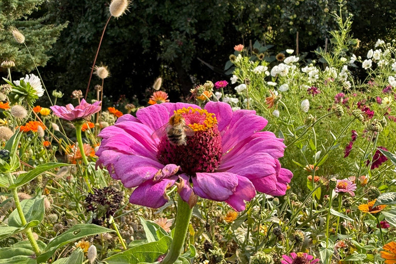 EFTERÅRSSÅNING - DER ER MANGE BLOMSTERFRØ SOM DU KAN SÅ OM EFTERÅRET