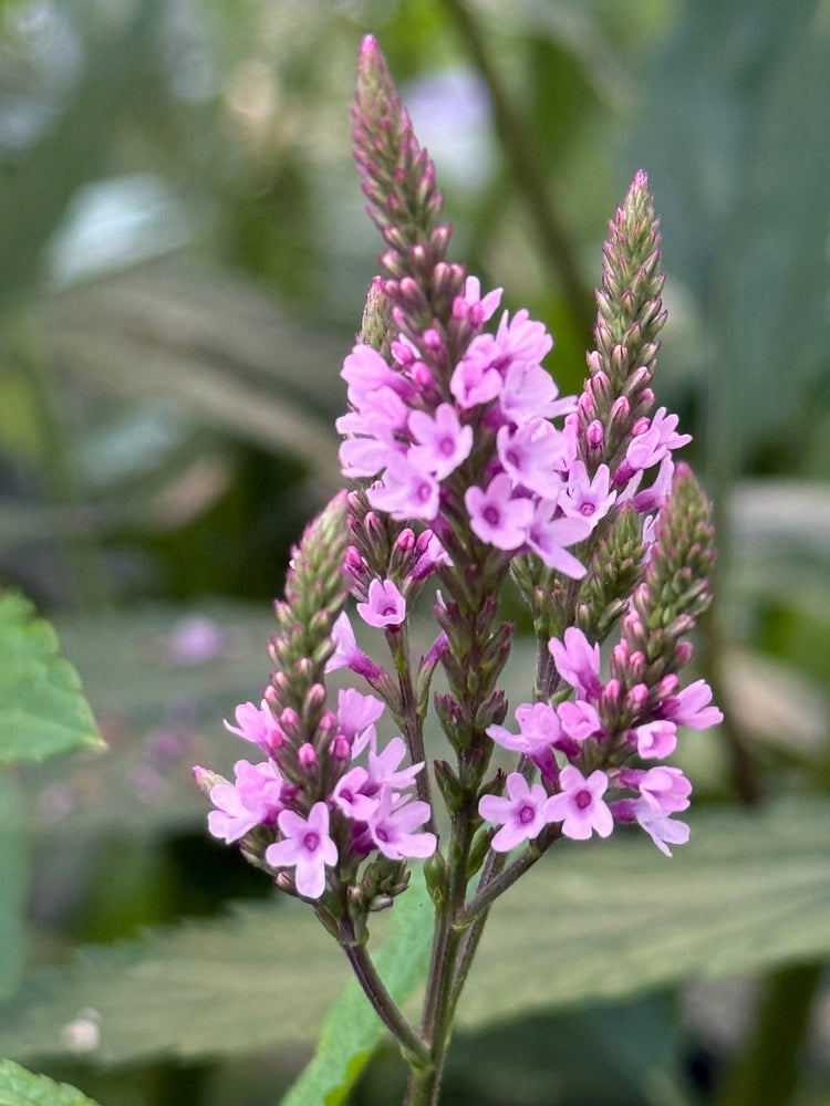 Staudefrø - blomsterfrø til skærehaven