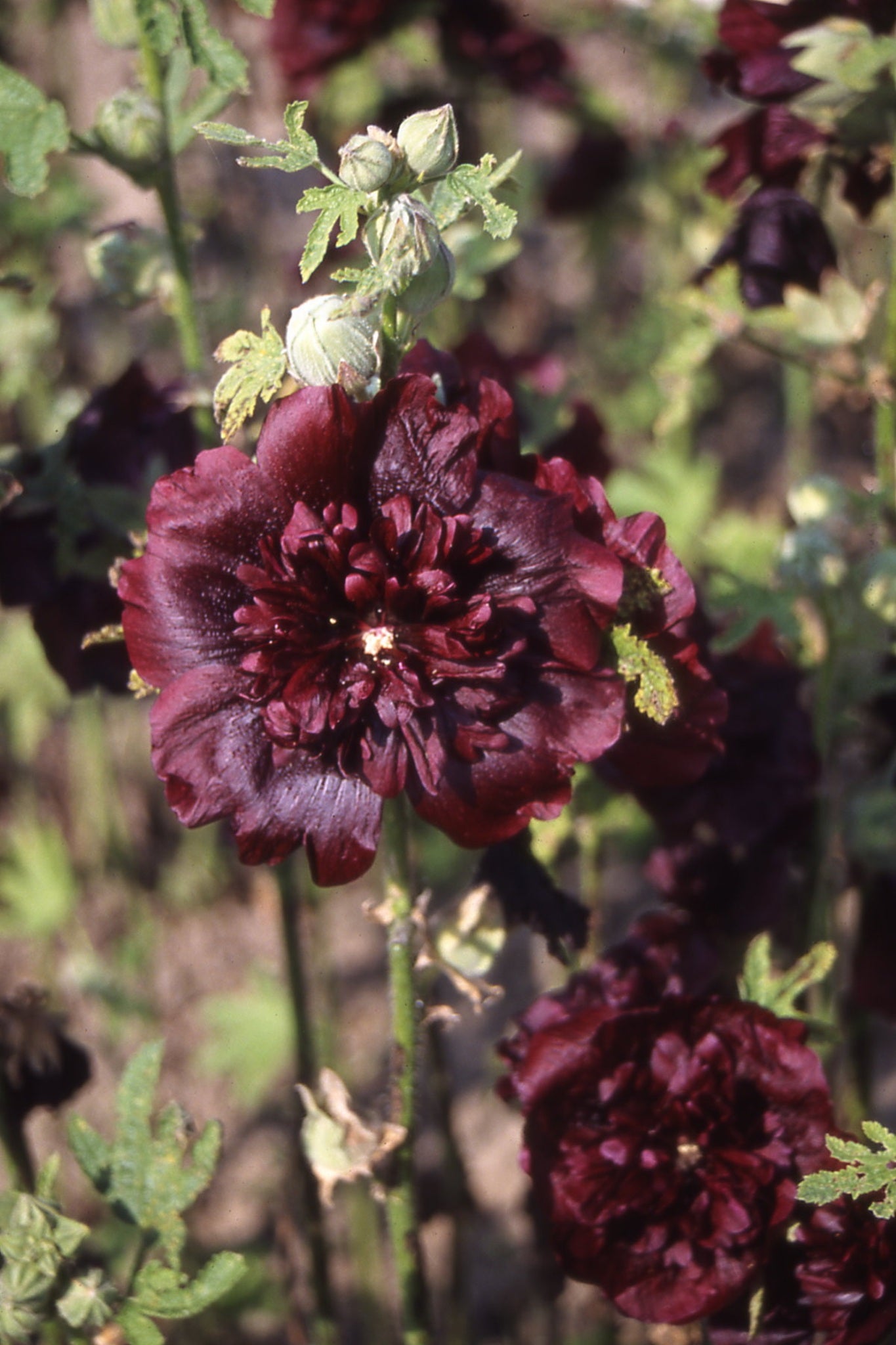 Stokrose ‘Chater’s Maroon’