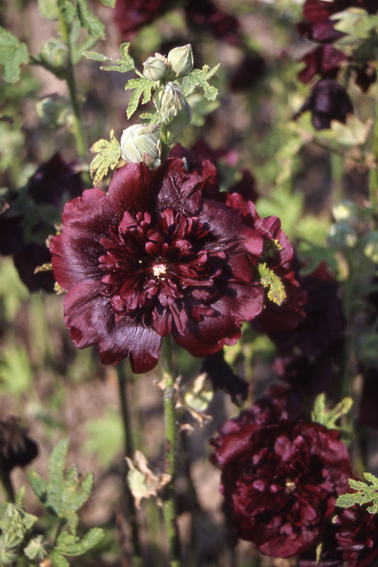 Stokrose ‘Chater’s Maroon’