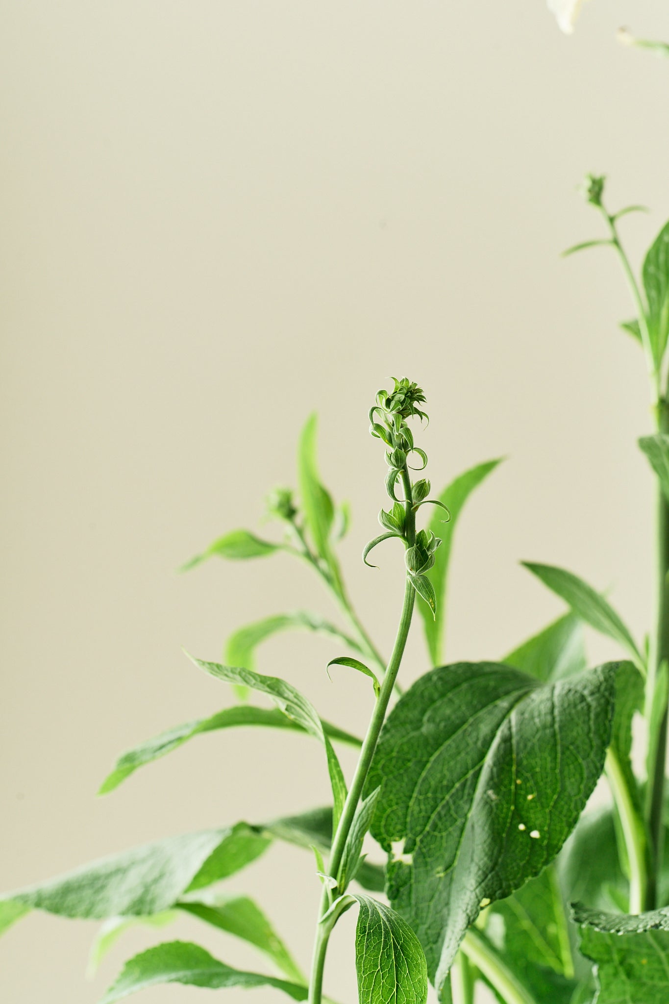 Fingerbøl 'Dottie White'