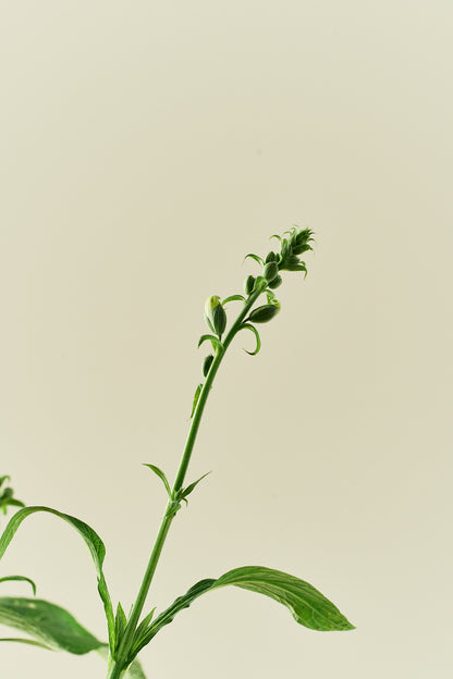 Fingerbøl 'Dottie White'