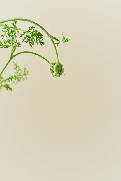 Blomsterkørvel ‘White Lace’