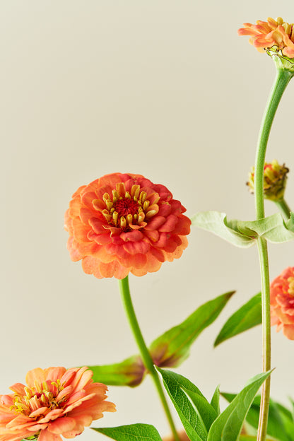 Frøkenhat ‘Oklahoma Salmon’