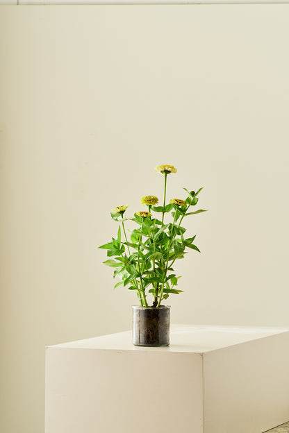 Frøkenhat ‘Queen Lime Blotch’