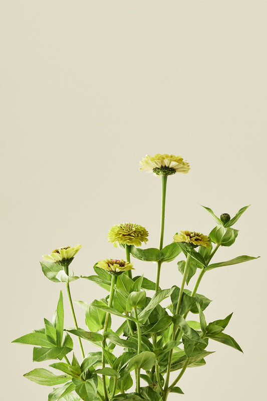 Frøkenhat 'Queen Lime Blotch' - frø