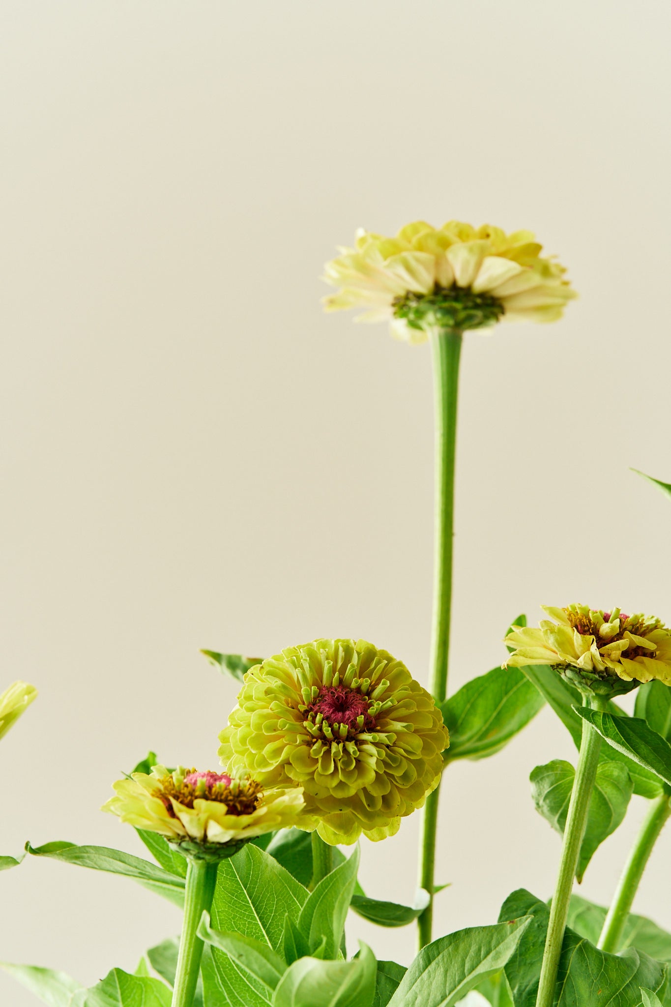 Frøkenhat ‘Queen Lime Blotch’