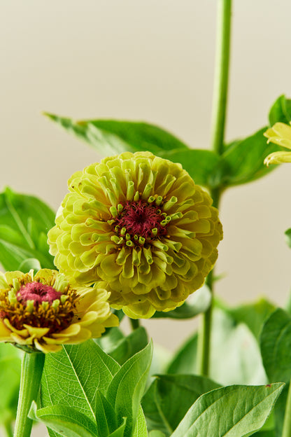 Frøkenhat ‘Queen Lime Blotch’