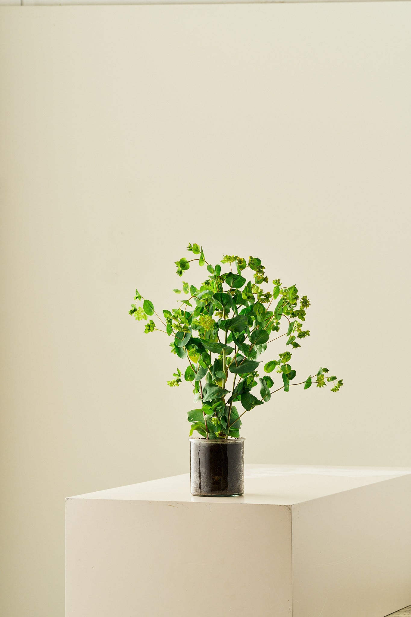 Hareøre ‘Garibaldi’