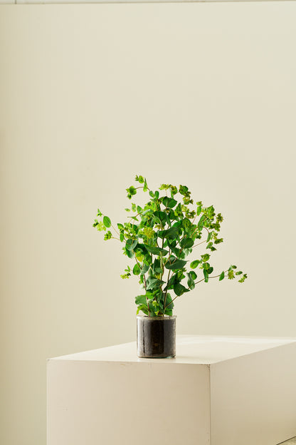 Hareøre ‘Garibaldi’