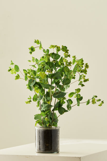 Hareøre ‘Garibaldi’