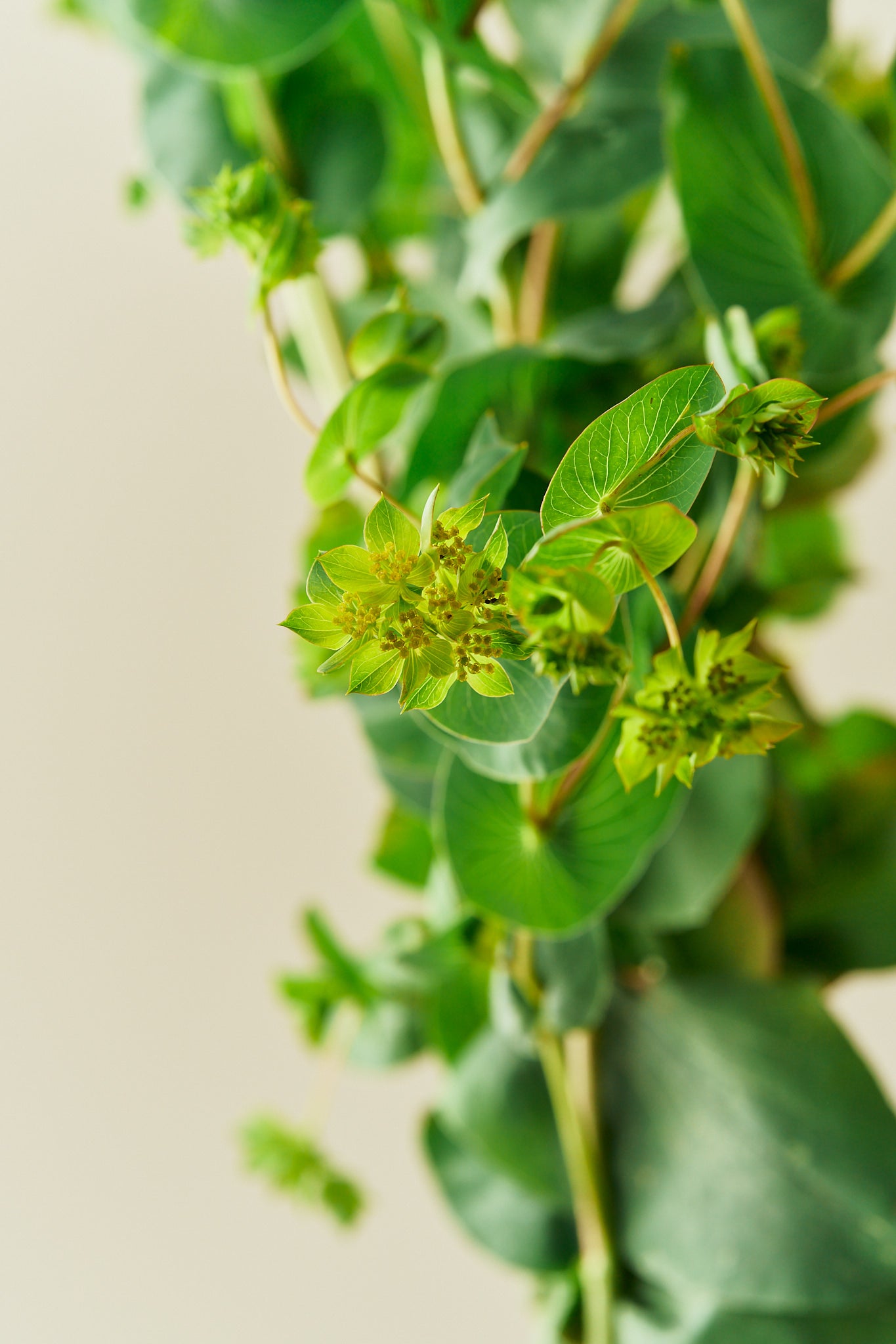 Hareøre ‘Garibaldi’