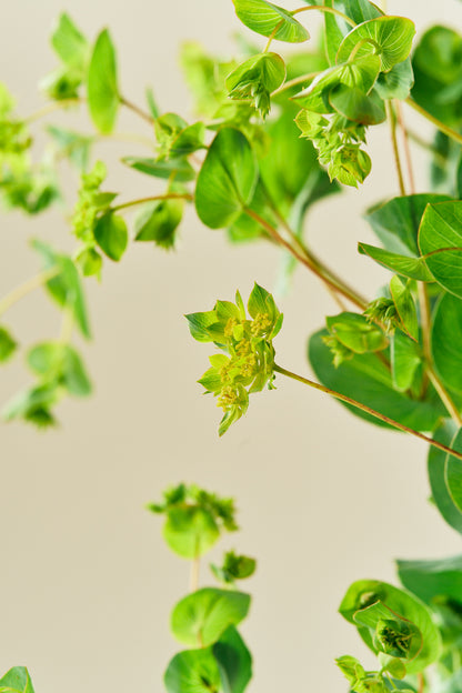 Hareøre ‘Garibaldi’