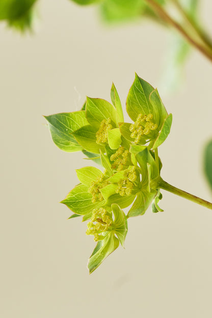 Hareøre ‘Garibaldi’