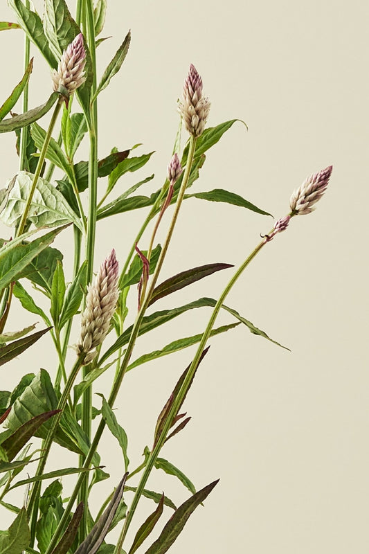 Celosia 'Xantippe' - frø