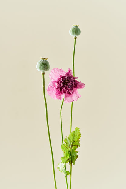 Opiomvalmue 'Purple Peony'