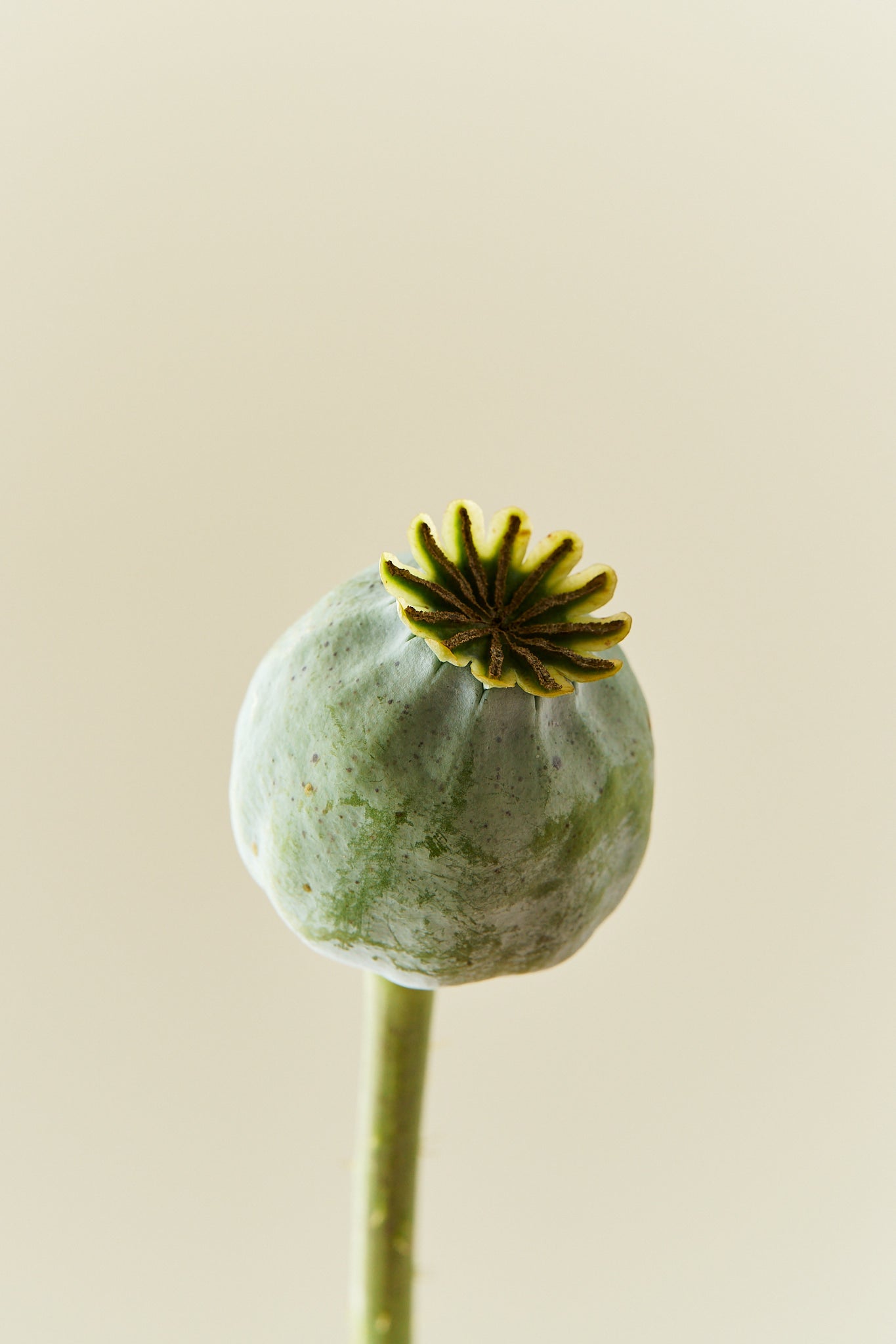 Opiomvalmue 'Purple Peony'