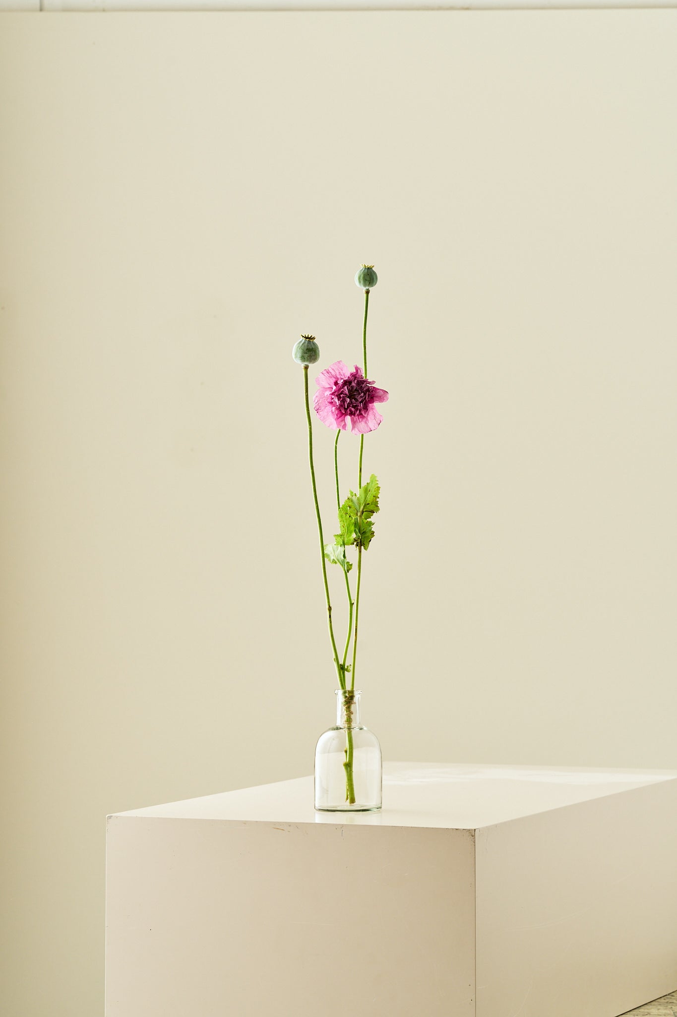 Opiomvalmue 'Purple Peony'