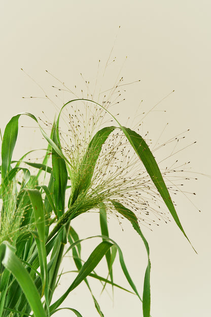 Hirsegræs ‘Fireworks’