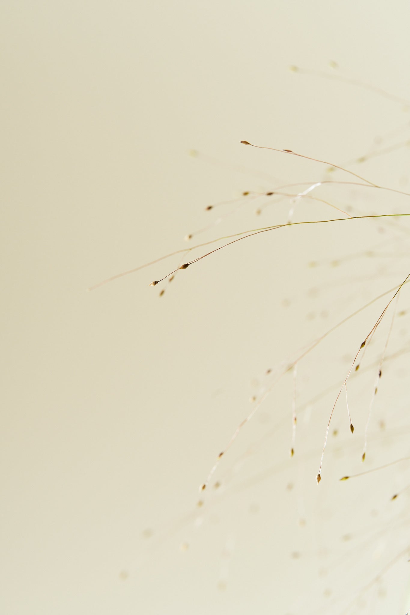 Hirsegræs ‘Fireworks’