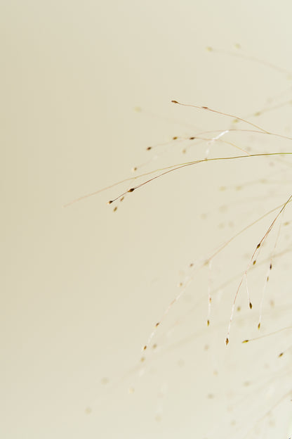 Hirsegræs ‘Fireworks’