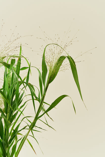 Hirsegræs ‘Fireworks’