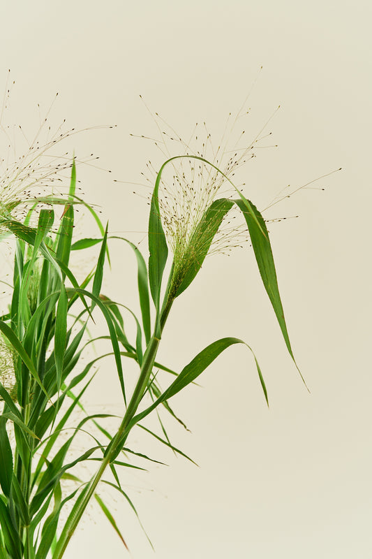 Hirsegræs ‘Fireworks’