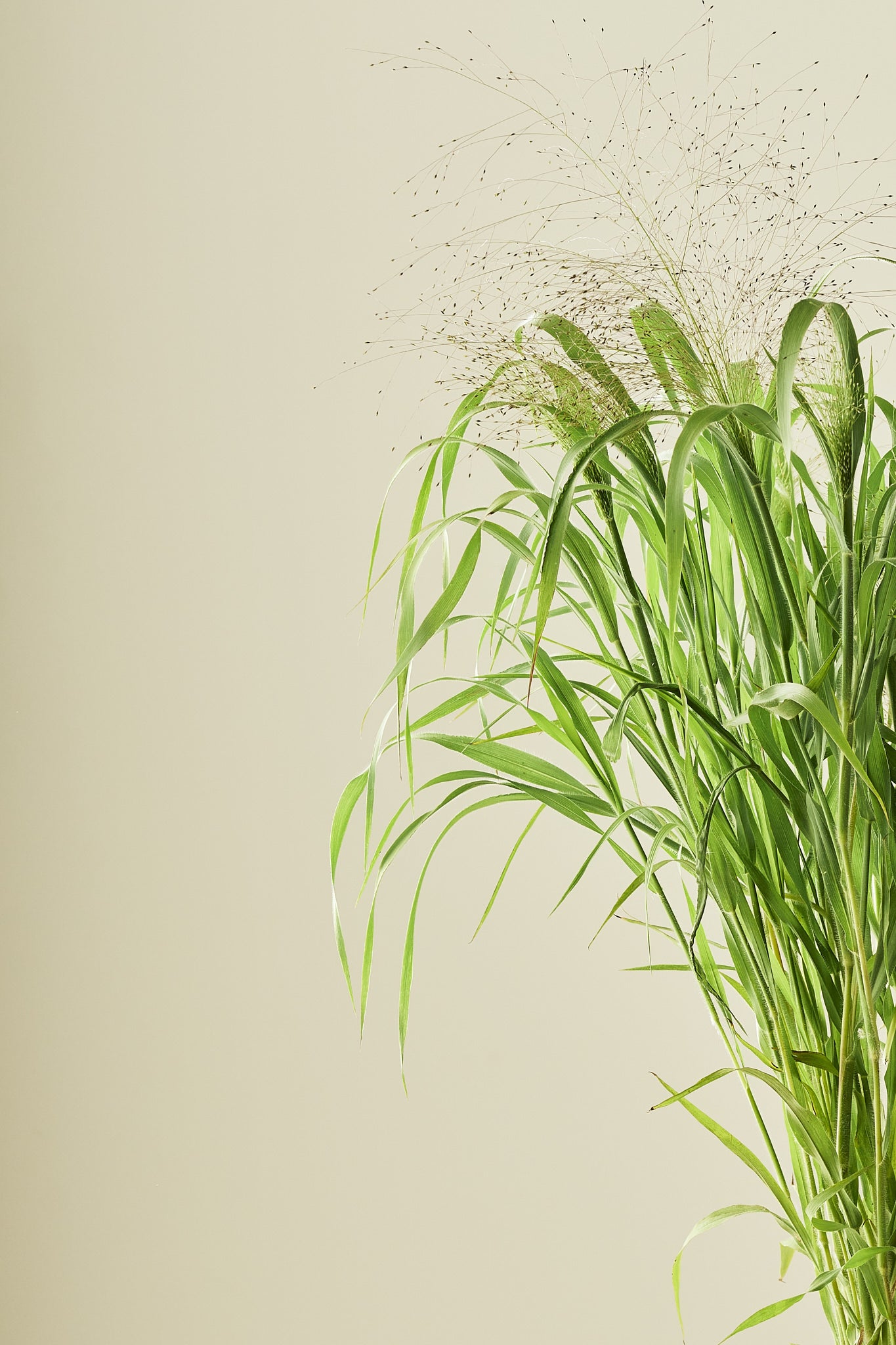 Hirsegræs ‘Fireworks’