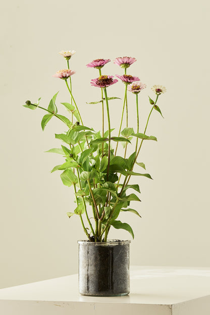 Frøkenhat ‘Cresto! Peaches & Cream’