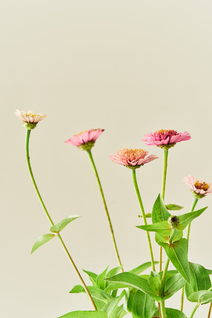 Frøkenhat ‘Cresto! Peaches & Cream’