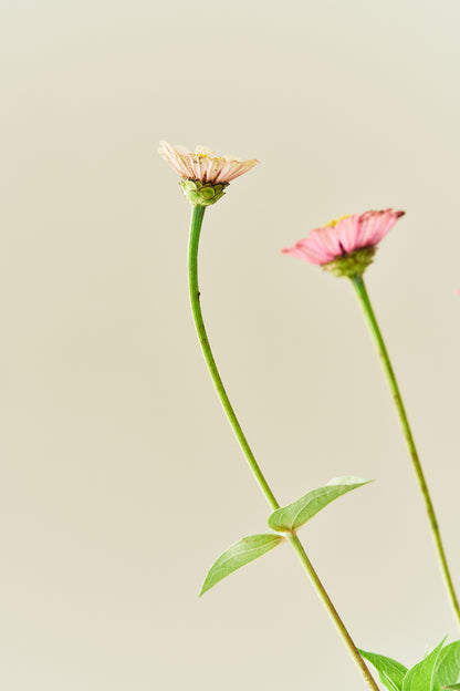 Frøkenhat ‘Cresto! Peaches & Cream’