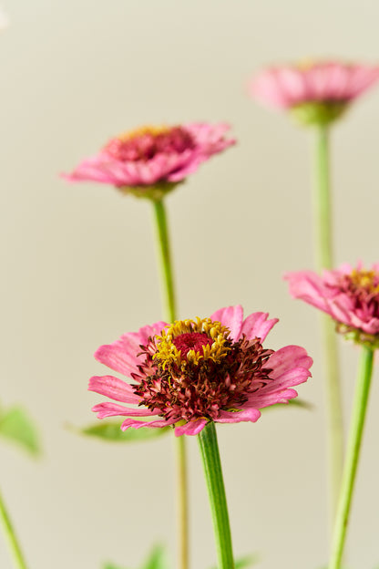 Frøkenhat ‘Cresto! Peaches & Cream’