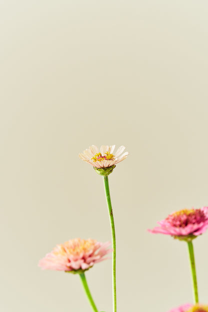 Frøkenhat ‘Cresto! Peaches & Cream’