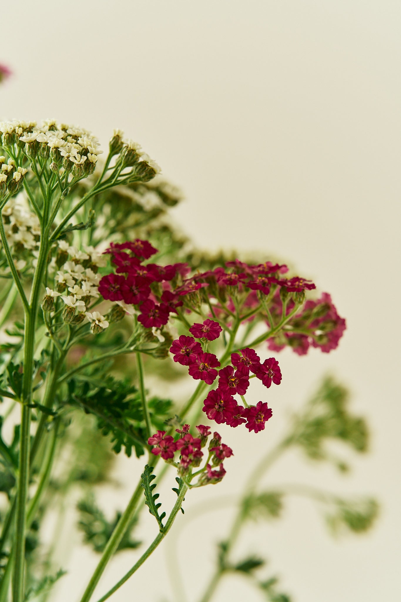 Røllike ‘Colorado mix’