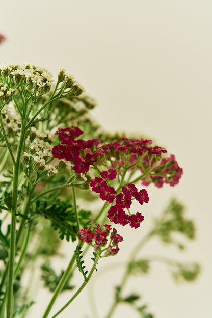 Røllike ‘Colorado mix’